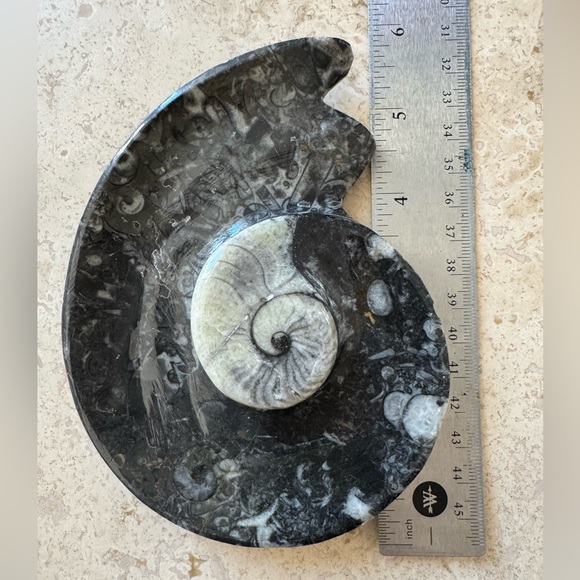 Orthoceras Fossil Ammonite Stone Jewelry Tray Handcarved - Picture 6 of 6